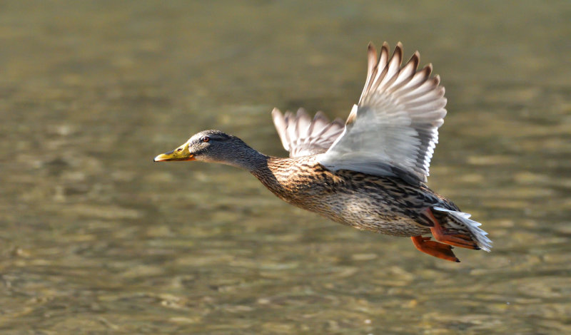Female Mallard.