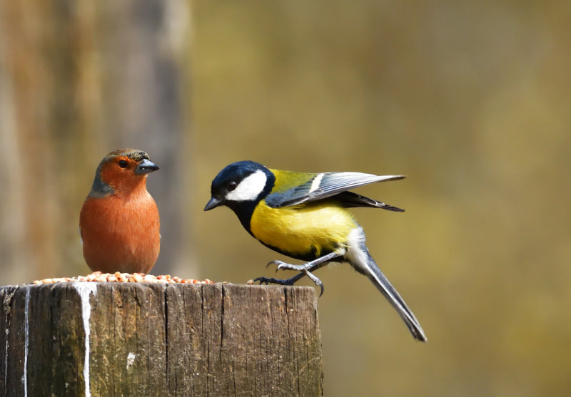 Chaffinch doesnt look too impressed!