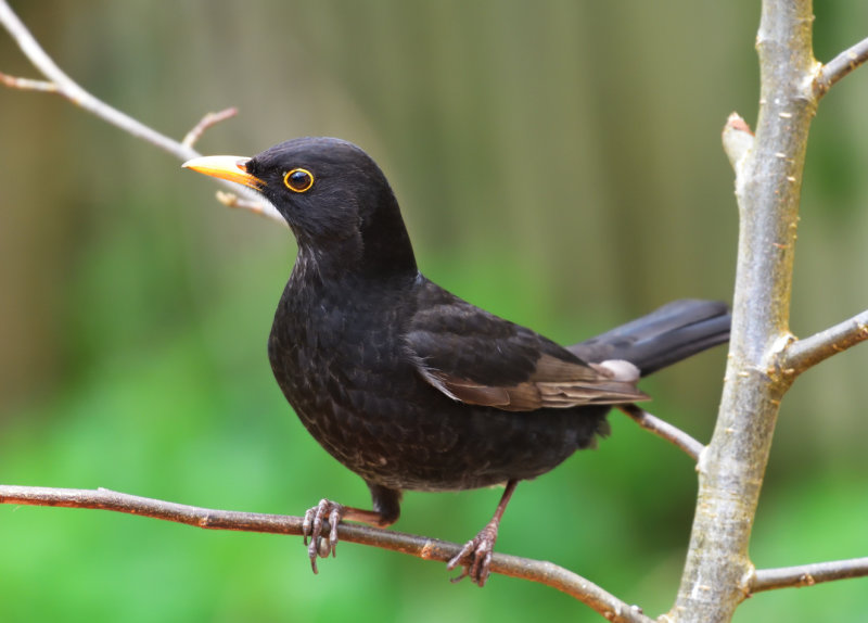Male Blackbird.
