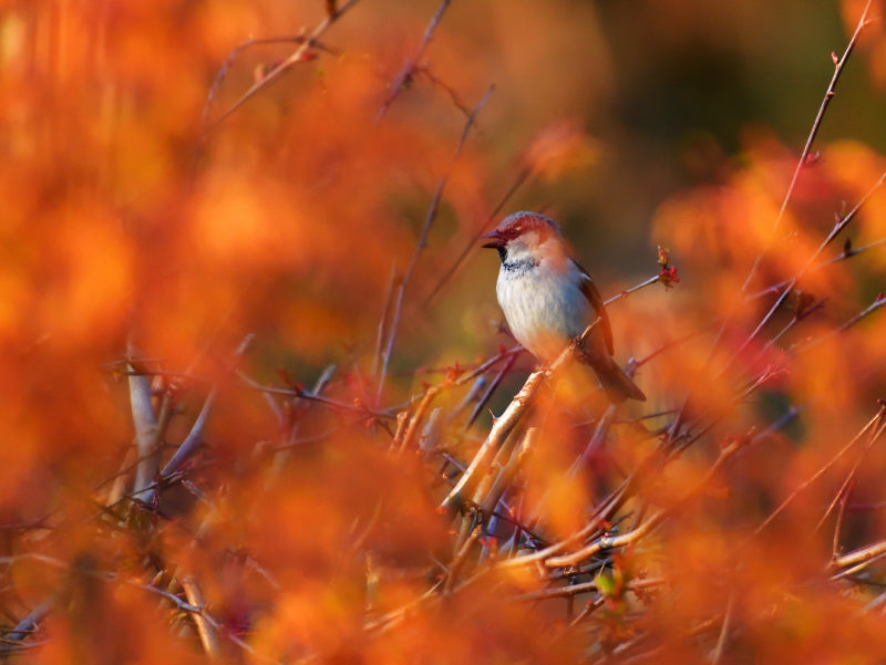 Spring time House Sparrow.