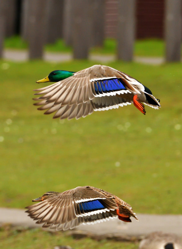 Synchro pair (in deference to the Red Arrows).