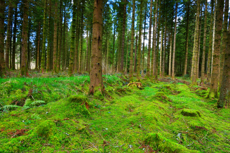 Forest floor at the lower car park, Neuadd.