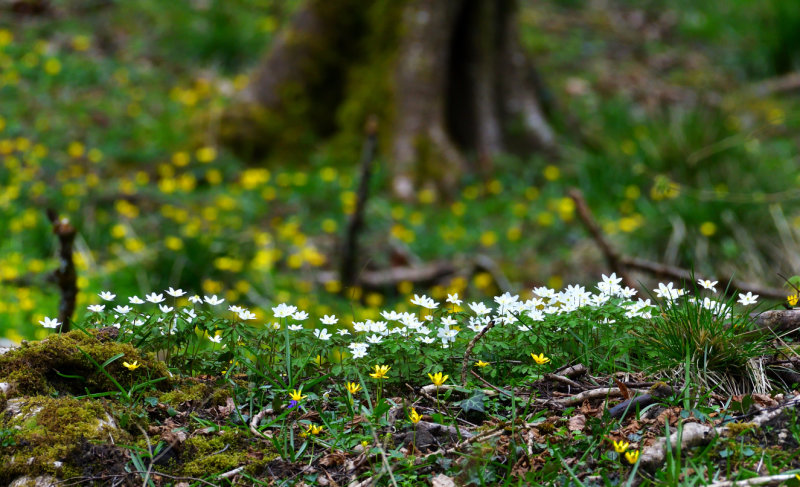 Mountain side Wood Anemones.