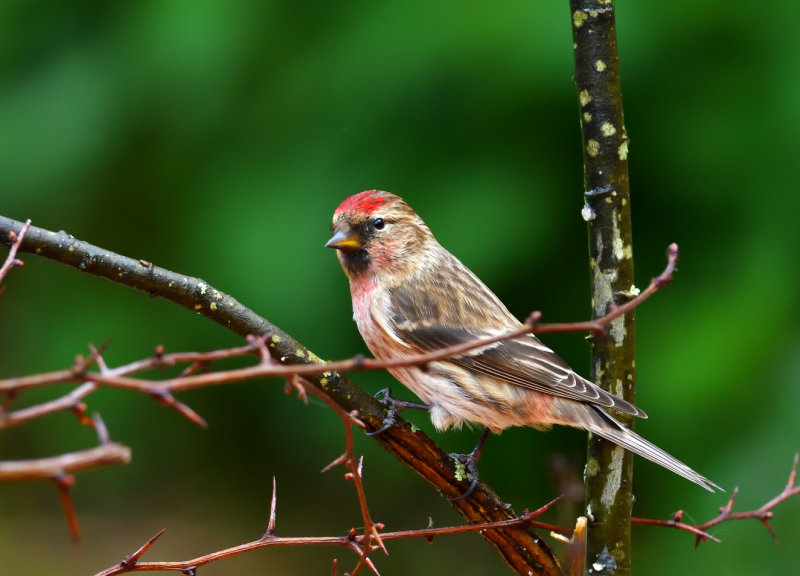 Lesser Redpoll.