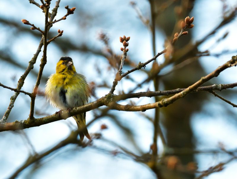Unkept Siskin.