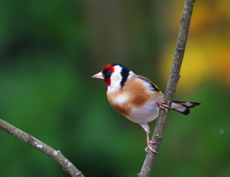 Goldfinch.