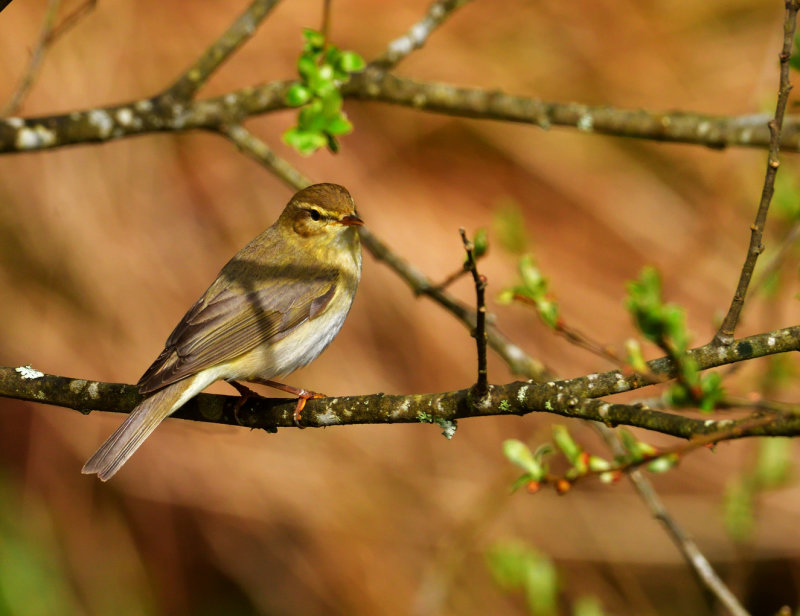 Willow Warbler.