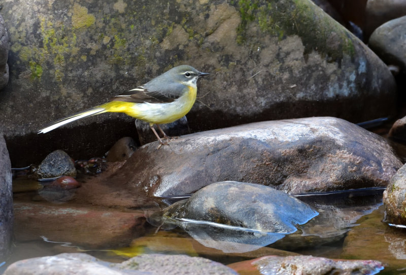 Grey Wagtail.