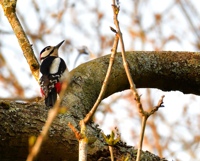 Great Spotted Woodpecker.