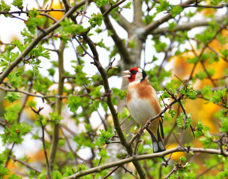 Singing Goldfinch.