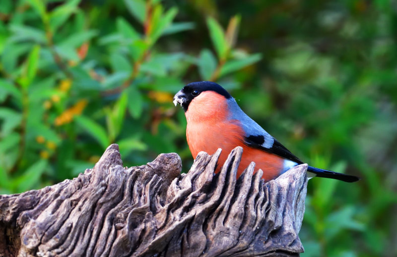 Bullfinch has found something to eat.