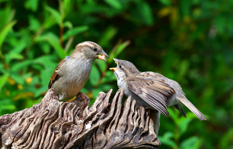 Feeding time.