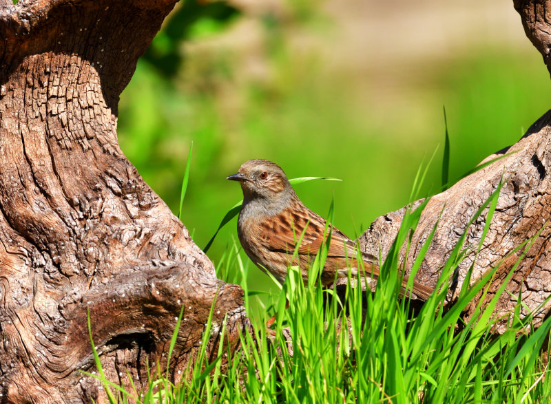 Dunnock.