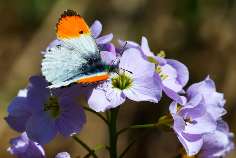 Orange Tip Butterfly.