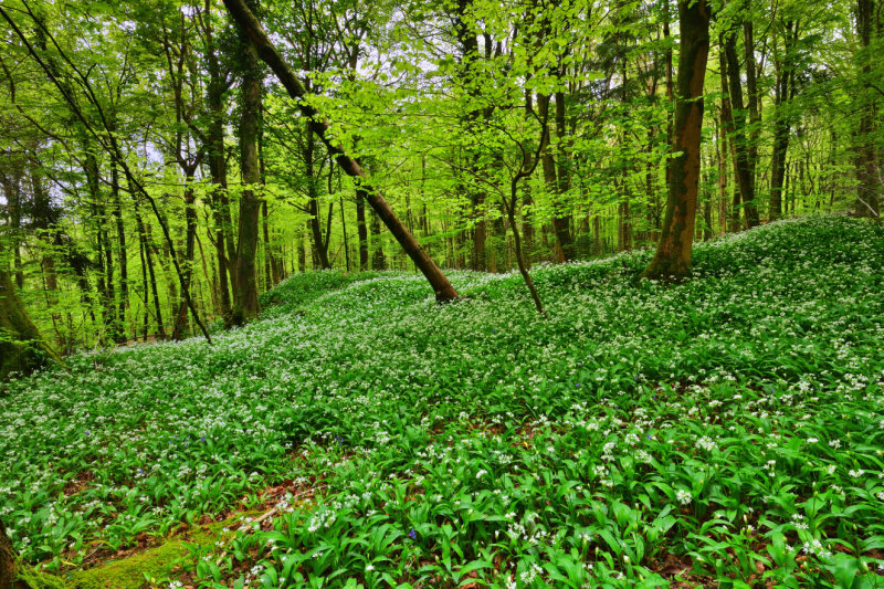 Wild garlic, Fforest Fawr, Tongwynlais.