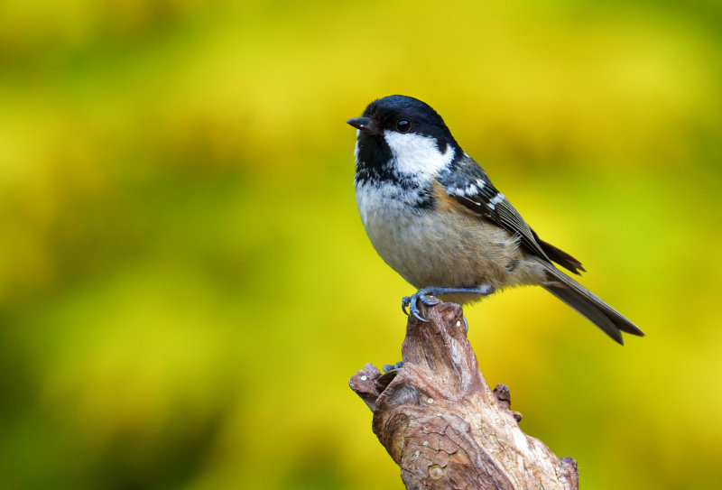 Coal Tit.