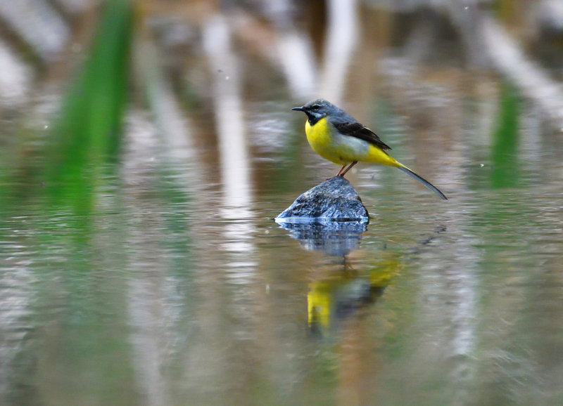 Grey Wagtail.