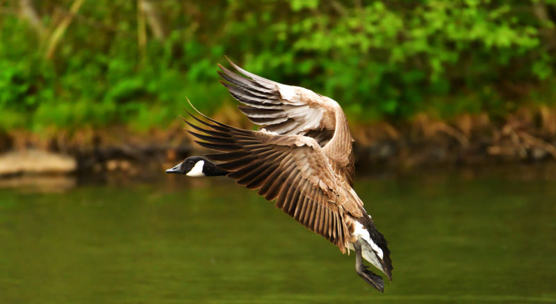Canada Goose about to splash down.