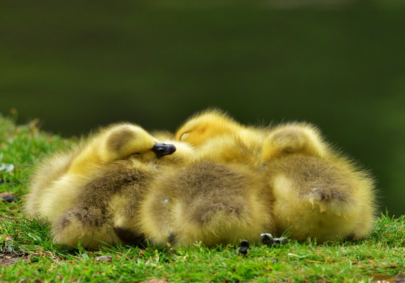 Goslings, spring 2022.