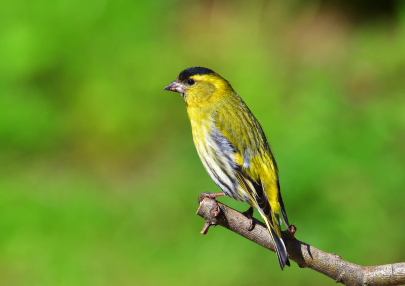 Siskin.