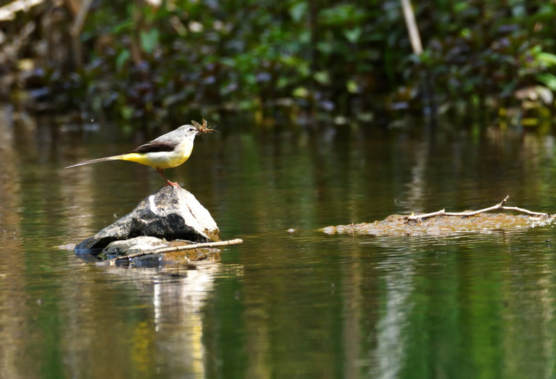 Grey Wagtail and his lunch.