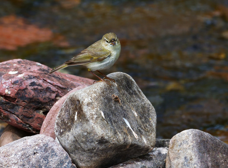Willow Warbler than thinks its a Dipper.