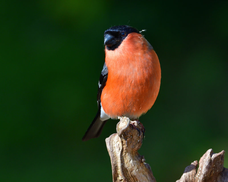 Male Bullfinch.