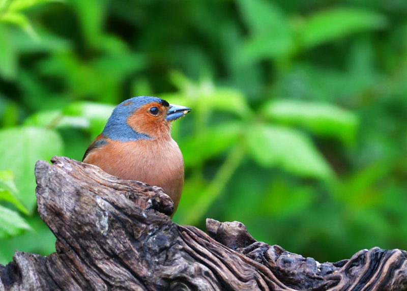 Chaffinch and his supper.