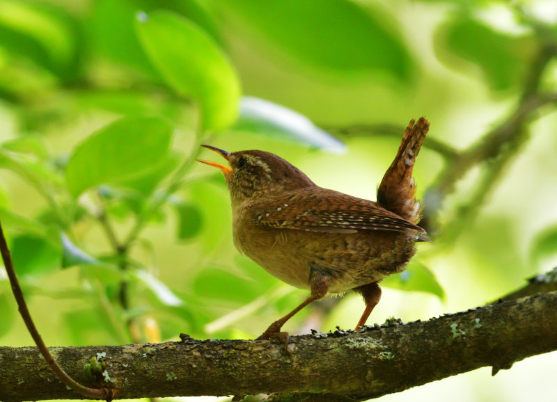 Wren, deep in the foliage.