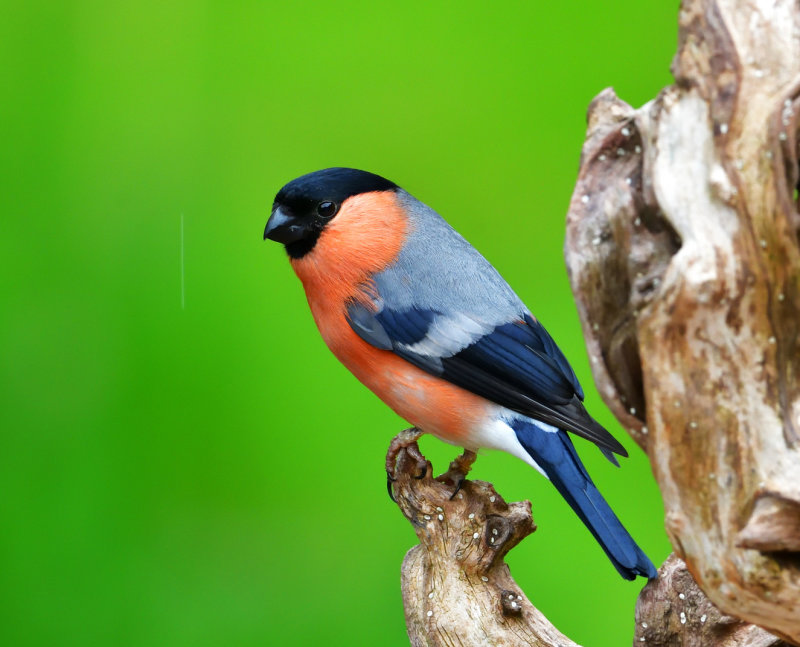 Bullfinch in the rain.
