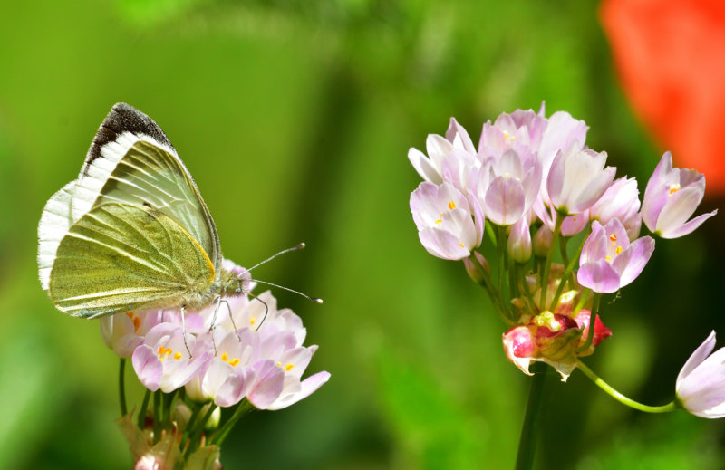 Large White Butterfly.