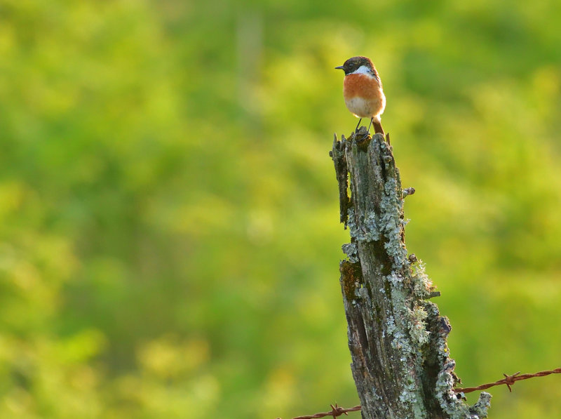 Male Stonechat against the setting sun.