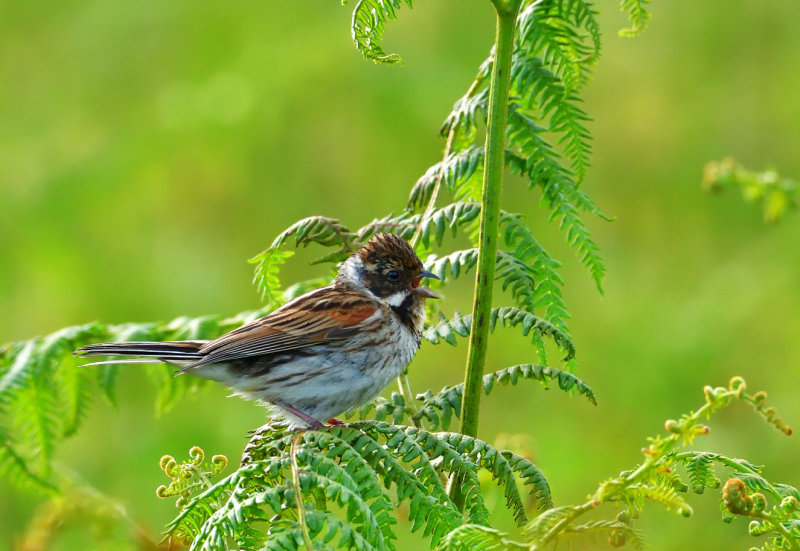 Reed Bunting.