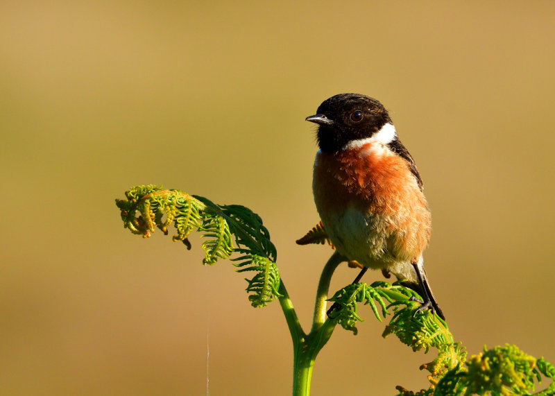Male Stonechat.