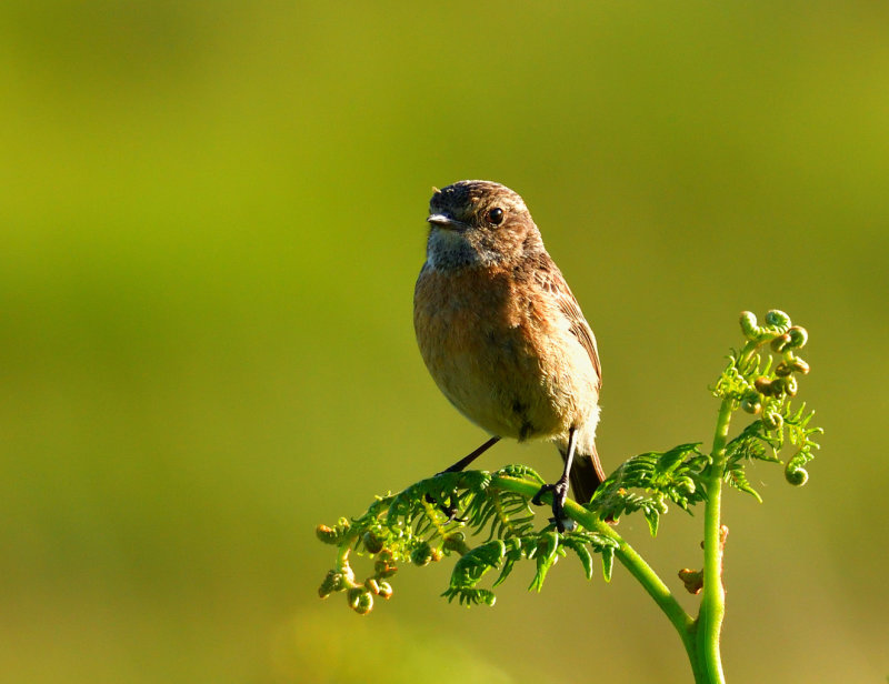 Female Stonechat.