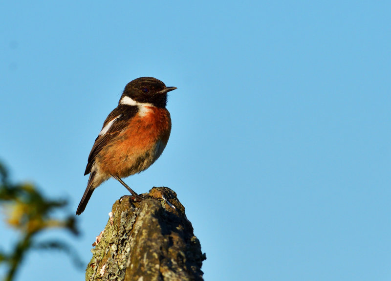 Stonechat. Balancing act.