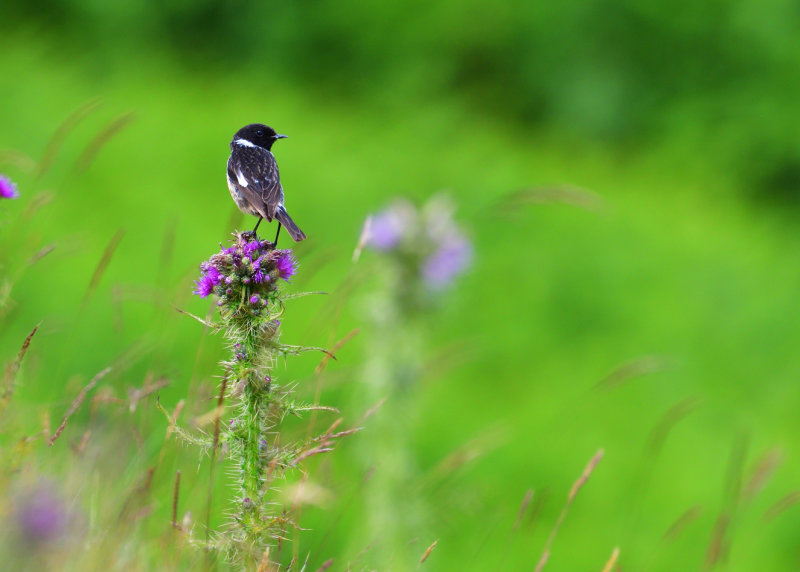 Male Stonechat.