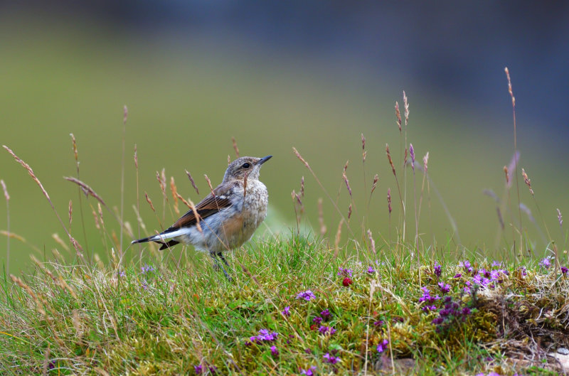 Juvenile Wheatear.