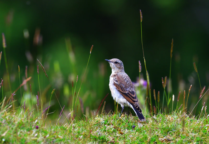 Juvenile Wheatear.