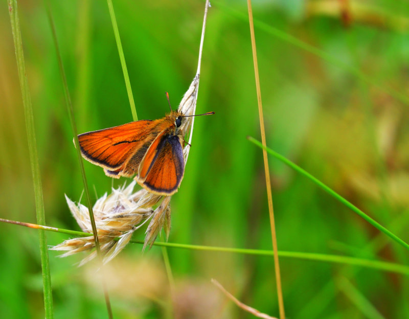 Skipper Butterfly.