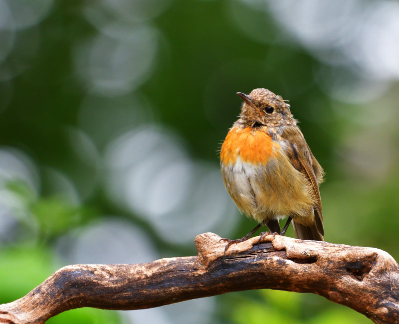 Juvenile Robin.