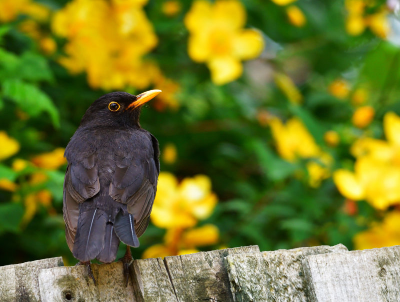 Yellow beak, yellow flowers.