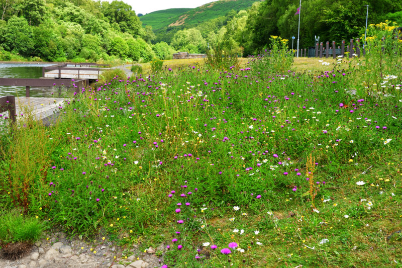Wild flowers, July 2022.