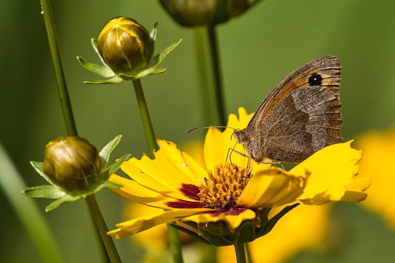 Meadow Brown Butterfly.