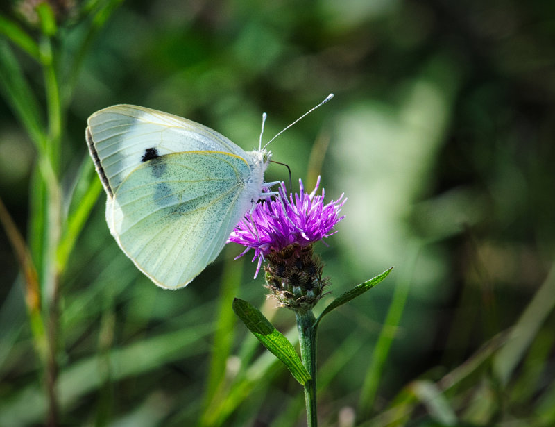 Large White Butterfly.