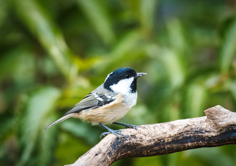 Coal Tit.