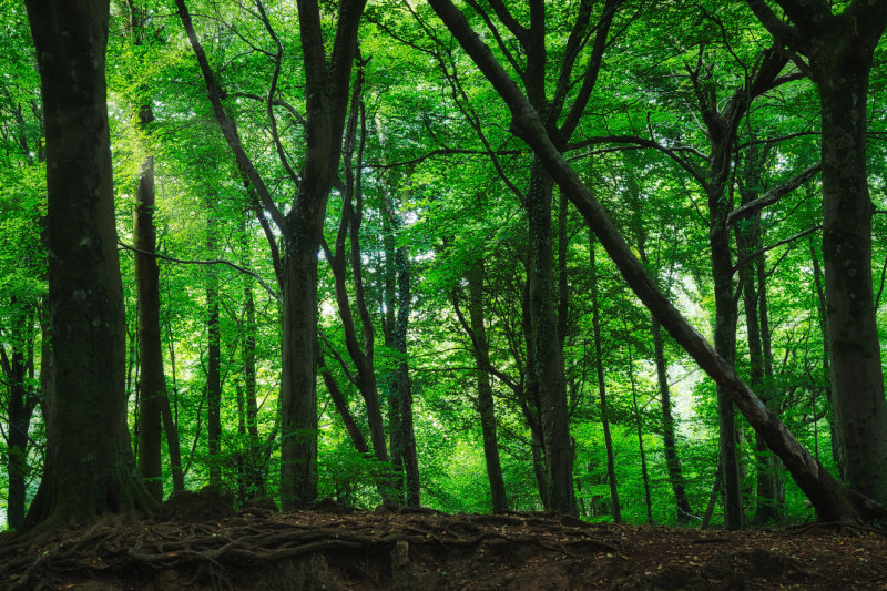 Fforest Fawr, Tongwynlais.