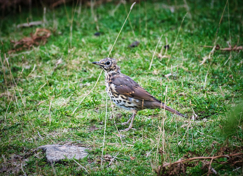 Juvenile Song Thrush.