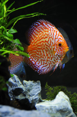 Our Discus Aquarium