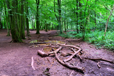 Mud patch, Fforest Fawr.